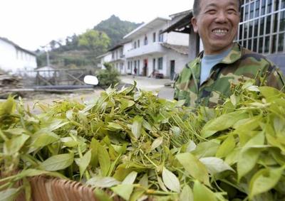 深山釀蜜，甜遍全國——小山村里的“甜蜜”致富經
